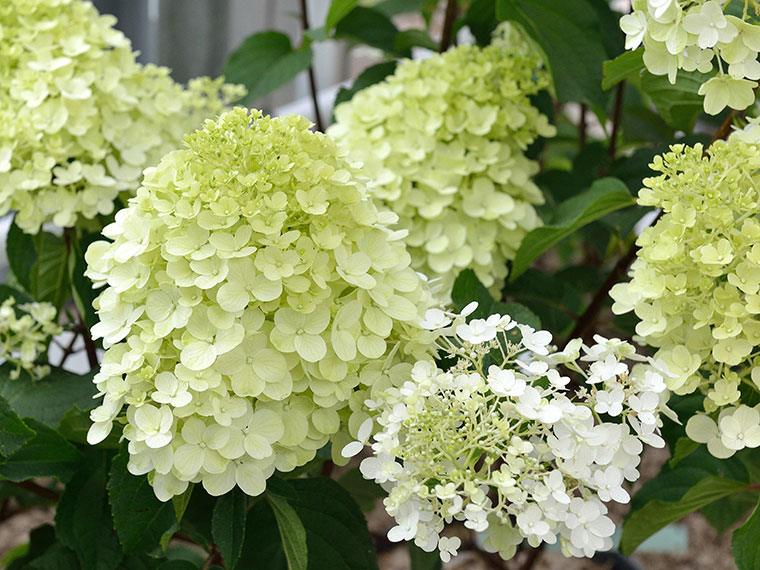 Rispenhortensie – Hydrangea paniculata | Hauenstein AG