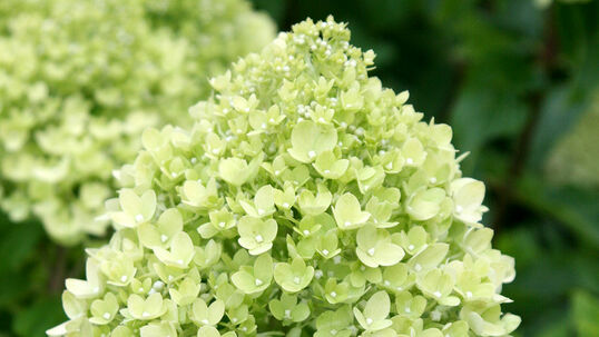 Hydrangea paniculata 'Little Lime'