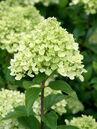 Hydrangea paniculata 'Little Lime'