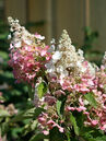 Hydrangea paniculata 'Pinky Winky'