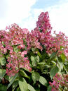 Hydrangea paniculata 'Pinky Winky'