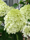 Hydrangea paniculata 'Silver Dollar'  Foto © PlantaPro