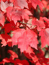 Acer rubrum 'Brandywine'