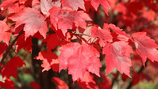 Acer rubrum 'Brandywine'