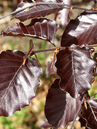 Fagus sylvatica 'Atropunicea'