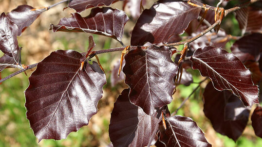 Fagus sylvatica 'Atropunicea'