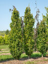 Säulenformen sind in den heutigen, eher kleineren Gärten immer mehr gefragt. Die Goldgelbe Säulenbuche (Fagus sylvatica 'Dawyck Gold') bringt mit ihrer Blattfarbe auch an trüben Tagen Licht in den Garten. Foto © PlantaPro