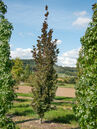 Fagus sylvatica 'Dawyck Purple'