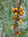 Hippophae rhamnoides 'Leikora'
