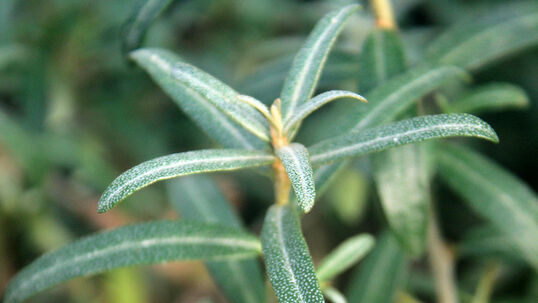 Die Blattoberseite ist anfangs, wie auch die jungen Zweige, mit silbrigen Sternhaaren besetzt, verkahlt in der Folge und zeigt dann eine graugrüne Färbung.