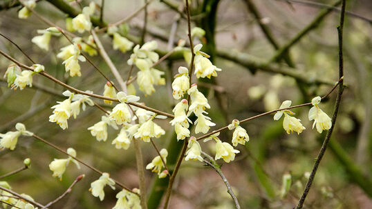 Die zartgelben, glockigen Blüten erscheinen im März. Foto © PlantaPro