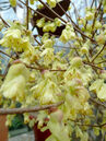 Corylopsis pauciflora