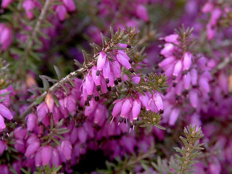 Schneeheide  Erica carnea | Hauenstein AG