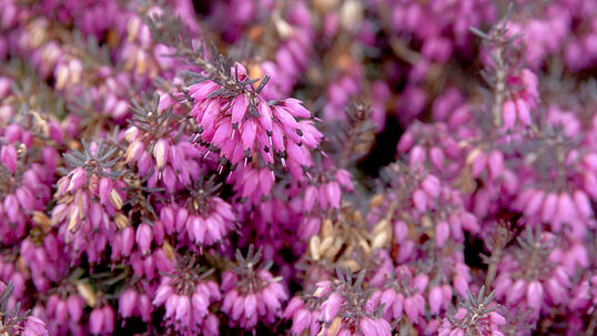 Ein interessanter Aspekt sind die braunroten Staubbeutel, welche aus der schmalglockigen Blüte heraus ragen.  Foto © PlantaPro