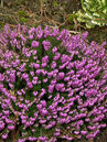 Erica carnea 'Winter Rubin'  Foto © PlantaPro