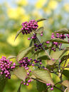 Callicarpa bodinieri 'Profusion'