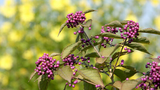 Callicarpa bodinieri 'Profusion'