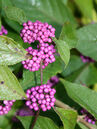 Callicarpa bodinieri 'Profusion'