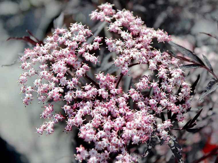 Schwarzer Holunder Sambucus nigra Hauenstein AG