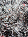 Sambucus nigra 'Black Lace'