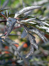 Sambucus nigra 'Black Lace'