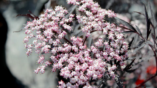 Sambucus nigra 'Black Lace'