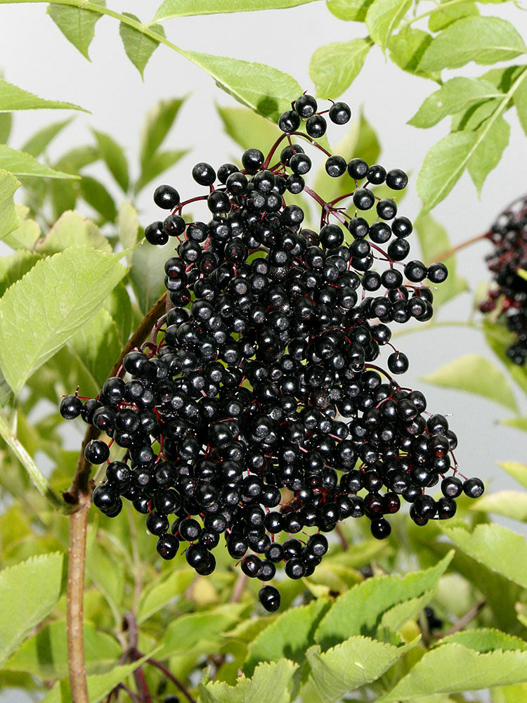 Schwarzer Holunder  Sambucus nigra | Hauenstein AG