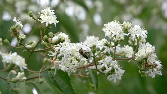 Dieser spätblühende Zierstrauch entfaltet erst im August bis Oktober die angenehm duftenden, rahmweissen Blüten. 