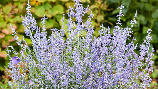 Der Silberstrauch ist, je nach Sorte, ein bis zu 120 cm hoher Halbstrauch mit einem lockeren bis kompakten Wuchsform.