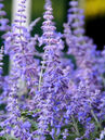 Unzählige Einzelblüten vereinen sich zu einer Rispe. Viele Rispen zusammen lassen den Silberstrauch wie eine blauviolette Wolke aussehen.