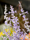 Perovskia atriplicifolia 'Lacey Blue'