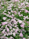 Spiraea japonica 'Little Princess'