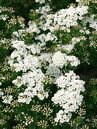 Spiraea nipponica 'June Bride'