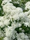 Spiraea 'Trilobata'