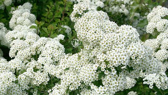 Spiraea trilobata 