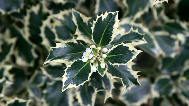 Stechpalme  Ilex | Hauenstein AG
