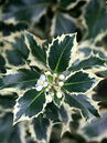 Ilex aquifolium 'Argentea Marginata'
