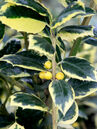 Ilex aquifolium 'Golden van Tol'