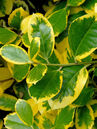 Ilex aquifolium 'Golden van Tol'  Foto © PlantaPro