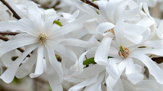 Die pelzigen Knospen öffnen sich im März/April und eröffnen einen richtigen Sternenzauber. 