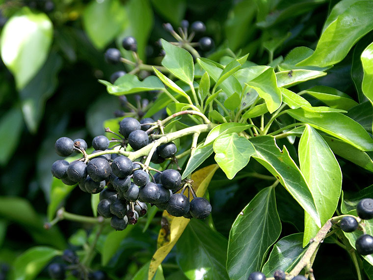 Strauchefeu  Hedera helix 'Arborescens' | Hauenstein AG