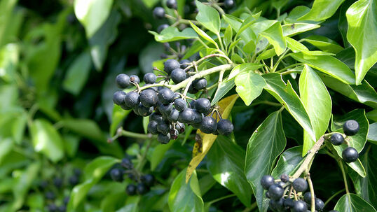 Nach der Blüte erscheinen erbsengrosse, erst grüne, dekorative Beeren, die sich im übernächsten Winter schwarz färben.