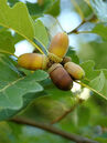 Quercus petraea Foto © PlantaPro