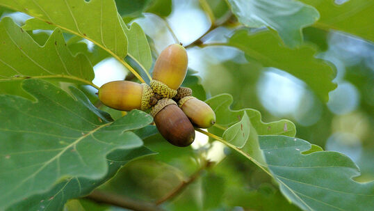Quercus petraea Foto © PlantaPro