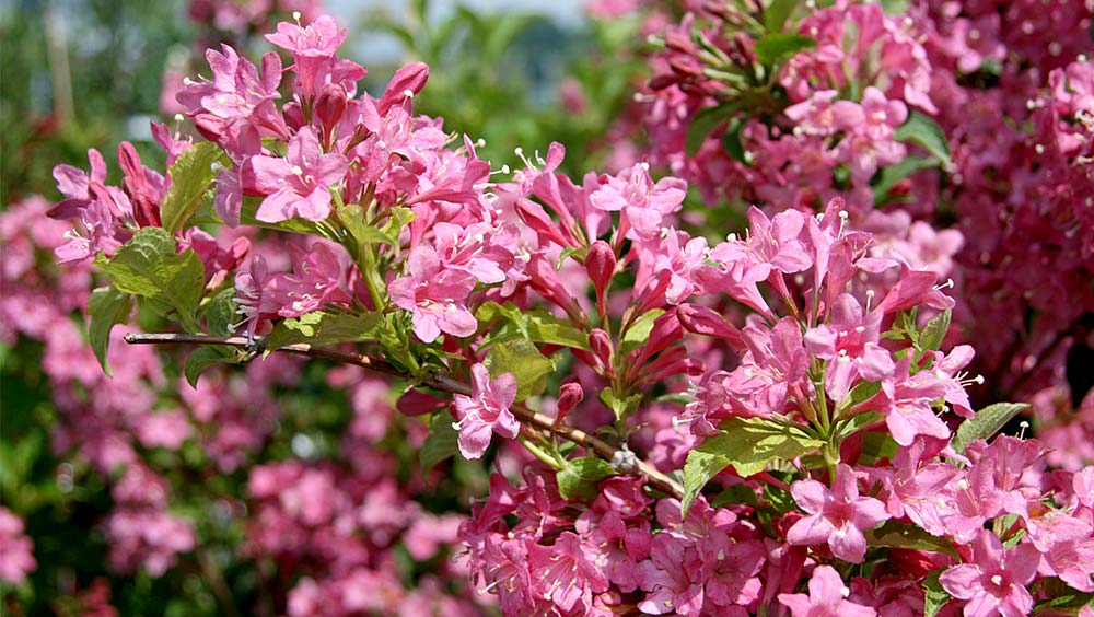 Weigelie Weigela Hauenstein AG