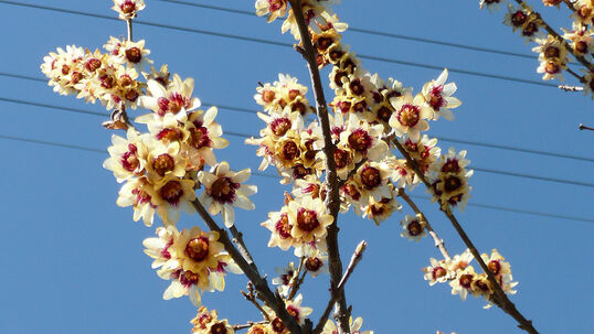 Chimonanthus praecox