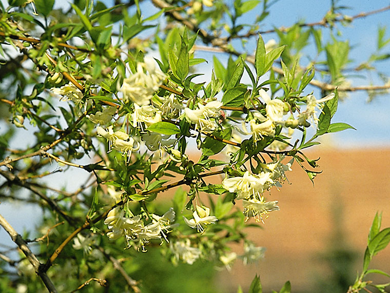 sagittifolium variegata Xanthosoma sagittifolium variegatum monstrosum