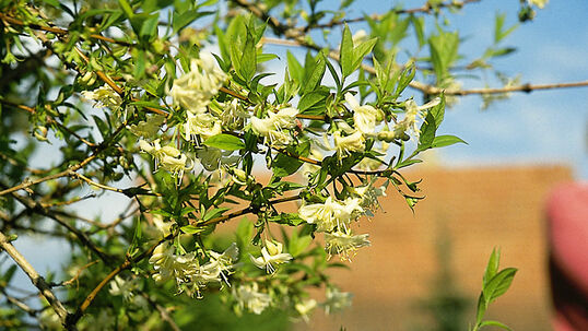 Das Aussergewöhnliche sind die rahmweissen, sehr stark nach Honig duftenden Blüten.