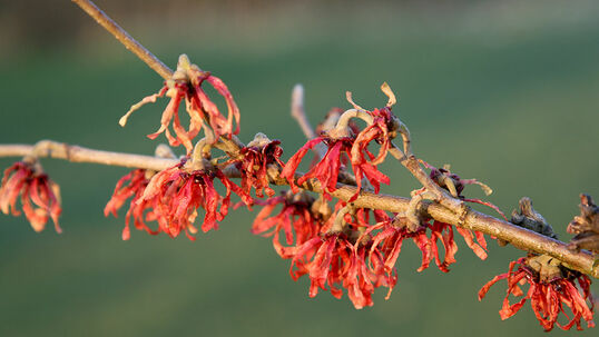 Blüte mittelgross, karminrot, sehr wüchsig, leichter Duft, Herbstfärbung orange bis scharlachrot. Hamamelis intermedia 'Diane' ist eine der schönsten rotblühenden Sorten!