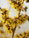 Hamamelis intermedia 'Westerstede'